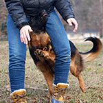 red and black german shepherd puppies for sale near me